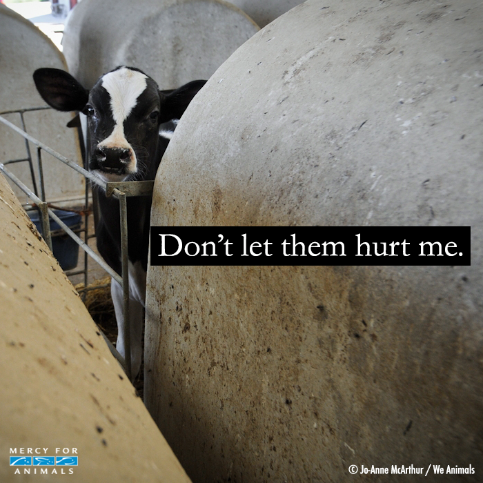 MercyForAnimals's tweet photo. If animals on factory farms could talk, what would they say? http://t.co/dUpjmUUOw2