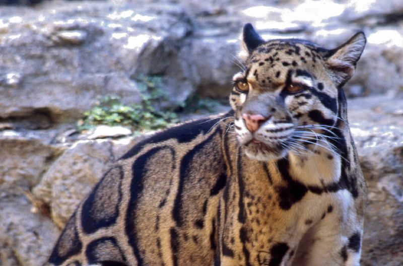 monde_biodi's tweet photo. La panthère nébuleuse de Taïwan est officiellement disparue http://t.co/Bgn1HlNfzw