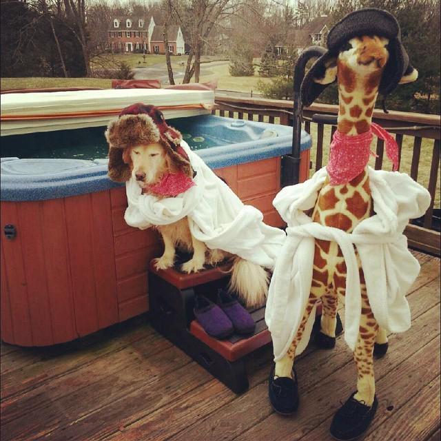 SearchBreeders's tweet photo. Bailey and her giraffe pal all set for a hot tub sesh. It's winter, you don't say? #dogsofinstagram #goldensofins... http://t.co/31SMscNEar