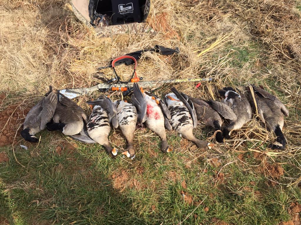 kduck10's tweet photo. Decent lil morning hunt #speck #honk #lynchcrew #benelli http://t.co/qSbfmQjozA