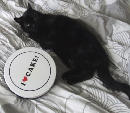 MYSADCAT's tweet photo. My cat is sad because he has discovered Kate Moss was lying when she said “Nothing tastes as good as skinny feels." http://t.co/CmdFJNOo7f