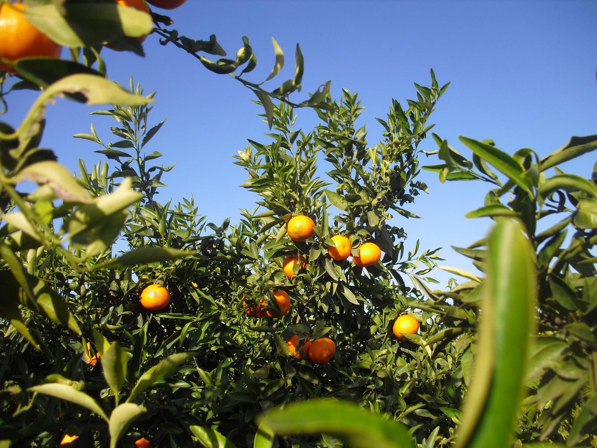 Volem l'horta Viva i volem que els llauradors visquen d'ella  #hortaesfutur