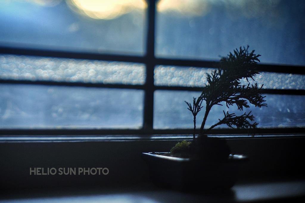 Heliosunphoto's tweet photo. Bonsai tree #lifeinwinter #ROC #rochesterNY #heliosunphoto #moodylighting #greenthumb #blueyellowgreen #leadedglass http://t.co/idDYpWwHUj