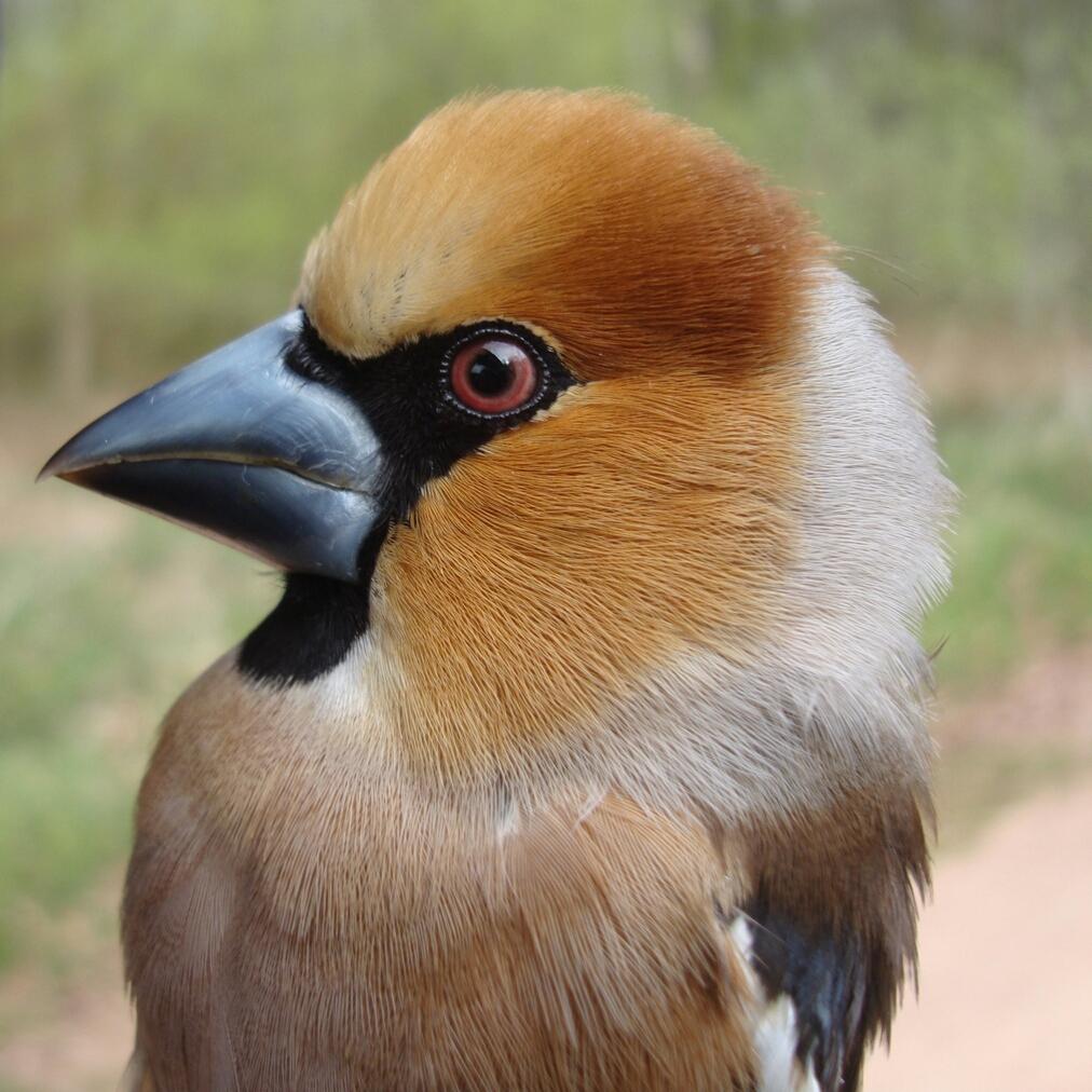 TwOWildlifepics's tweet photo. “@traindriverglos: Taken in the dean the wonderful hawfinch #foresthour http://t.co/Ys3ZsnwH12” Stunning!