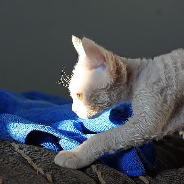 instagramkitten's tweet image. #Rextecture #devonrexcat #devonrexlover #devonrexkitten #cute #cutekitten #девончик #дев... boig.co/1Bf4gxB