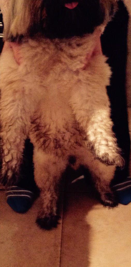 carlsargeant1's tweet photo. Look ... I haven't been digging in the garden !!! #diggindog http://t.co/zdIRf6iBgN