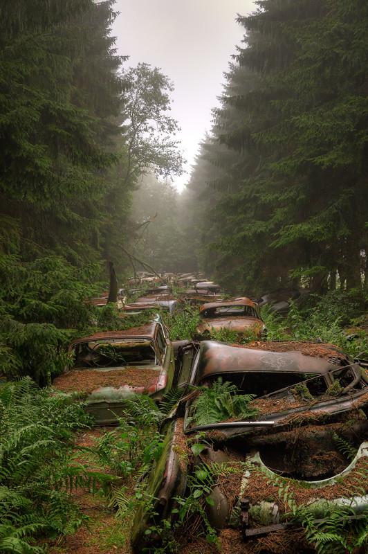 TheMindBlowing's tweet photo. A hidden "traffic jam" in the woods, Belgium http://t.co/8NaMmYPFPT