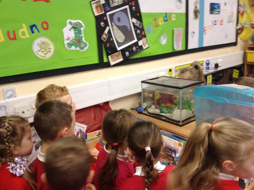 _Class_1G's tweet photo. 1G would like to introduce their new class members, yet to be named goldfish! How exciting....@YsgolEmmanuel http://t.co/aL7ZdaAAgH