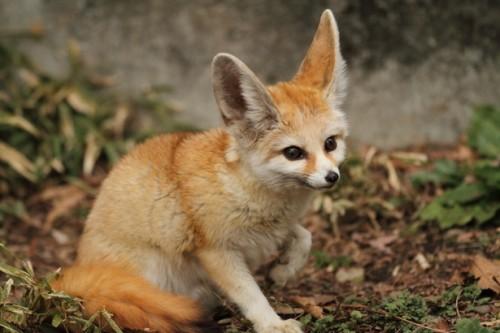 丸山有香 人生の野望の一つが フェネックを飼うこと 狐好きにはたまらないこの子 飼うの色々と大変そうだけど 可愛い Http T Co 5tljnj6kpl