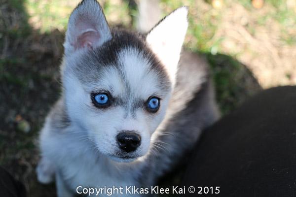 Embedded image permalink