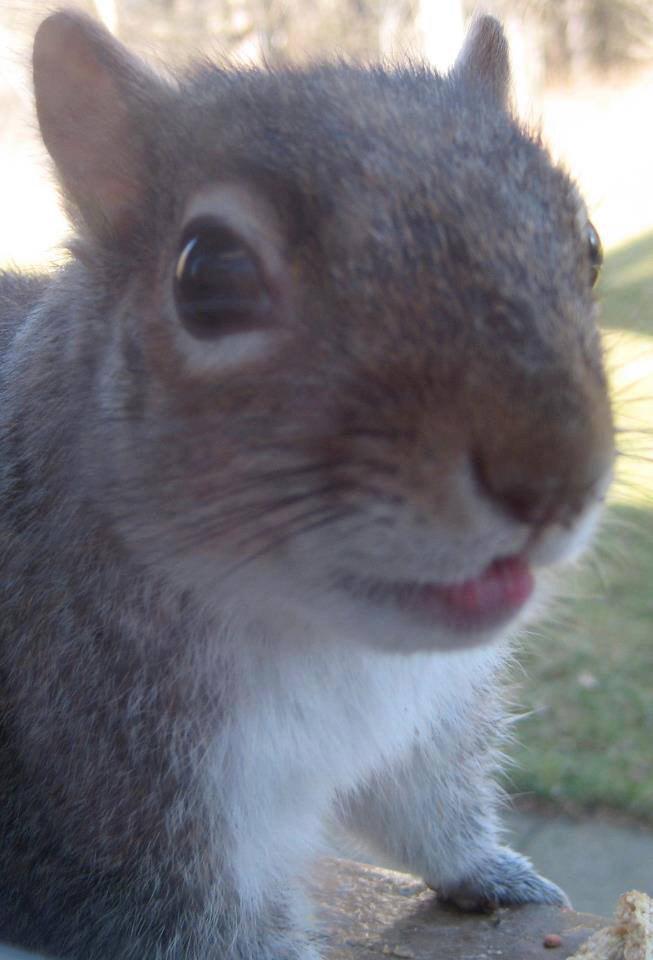 getyakkity's tweet photo. Happy Squirrel Appreciation Day! Cheers! #GoGetChitter http://t.co/nSk1uaSUCd
