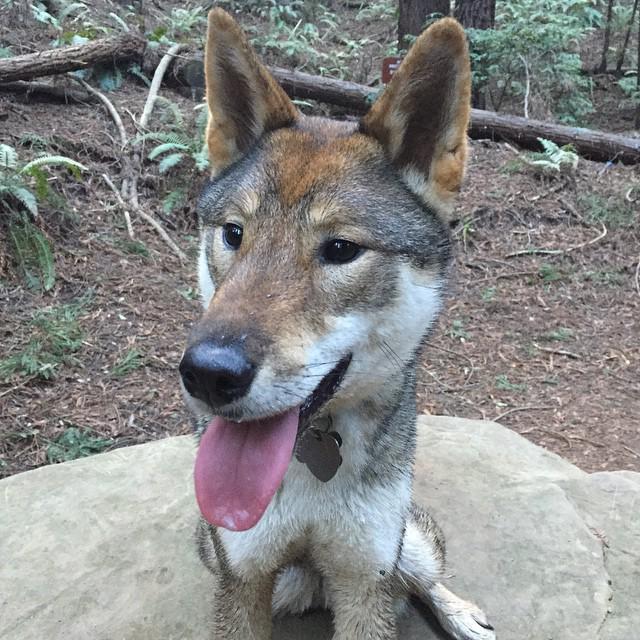 NyxPup's tweet photo. Yes, that is my own spittle on my snout. #hiking #shikokuken #allthingsshikoku #nihonken... http://t.co/LbsZq6Vtio http://t.co/4YNfNirytT
