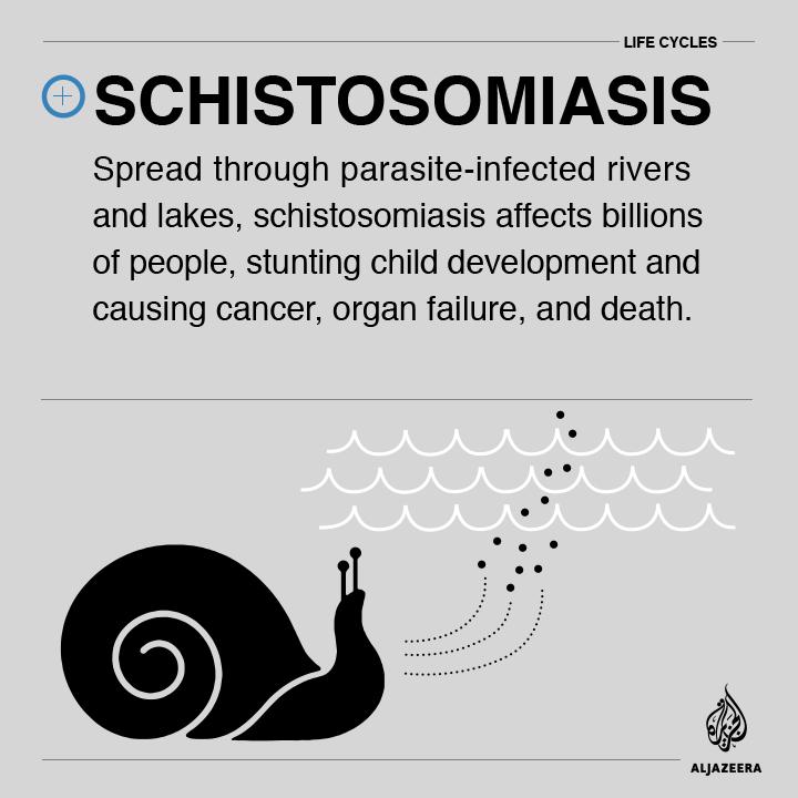 Lifelines tweet media