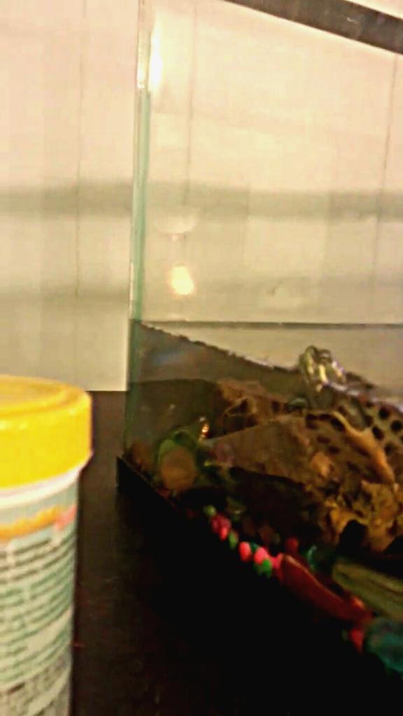 Ivy_davis001's tweet photo. Wiz stares @ his food when he's hungry #SmartTurtle http://t.co/tj26lWHMXk