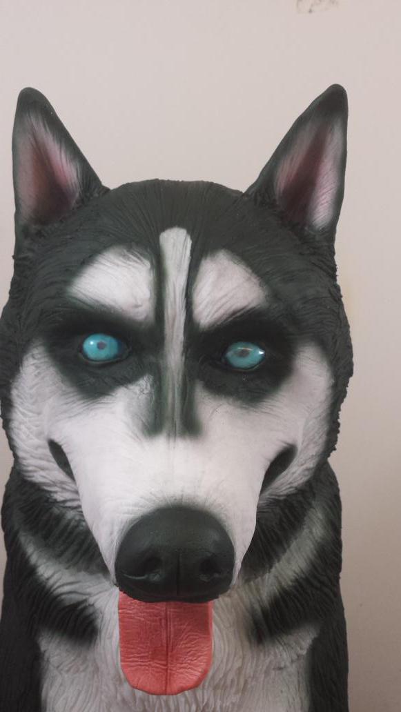 RoseMariesCakes's tweet photo. @HereBeHuskies meet 'crystal' full size husky sculpted cake #award winner 😀 http://t.co/AfJwB7r4BW