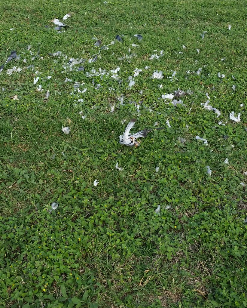 juliairis's tweet photo. Coworker: Whoa! Something really really bad must've happened to that bird! Me: You think? http://t.co/is7w31cASo