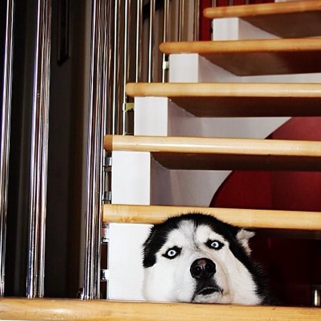 barkbox's tweet photo. When you just want to go upstairs but there's always that stair troll who demands that you answer riddles. #LikeW... http://t.co/mUKZq8kM05