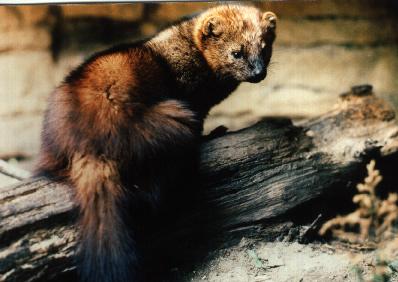 LittleLexieMfc's tweet photo. First person to name this animal in my room gets a free spin on the wheel! See you in 15 mins http://t.co/cX8OMgMIOr