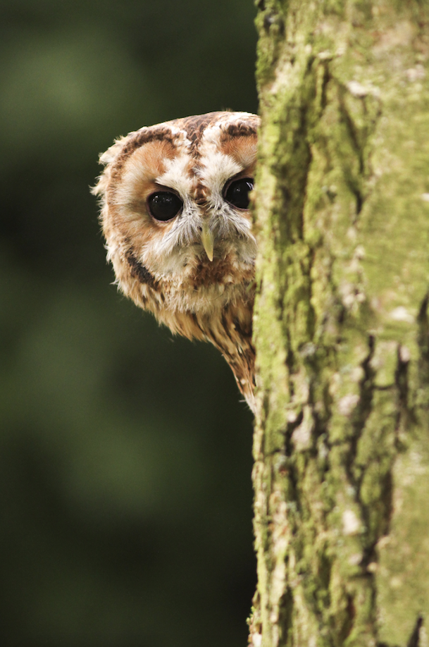 Tree News tweet media