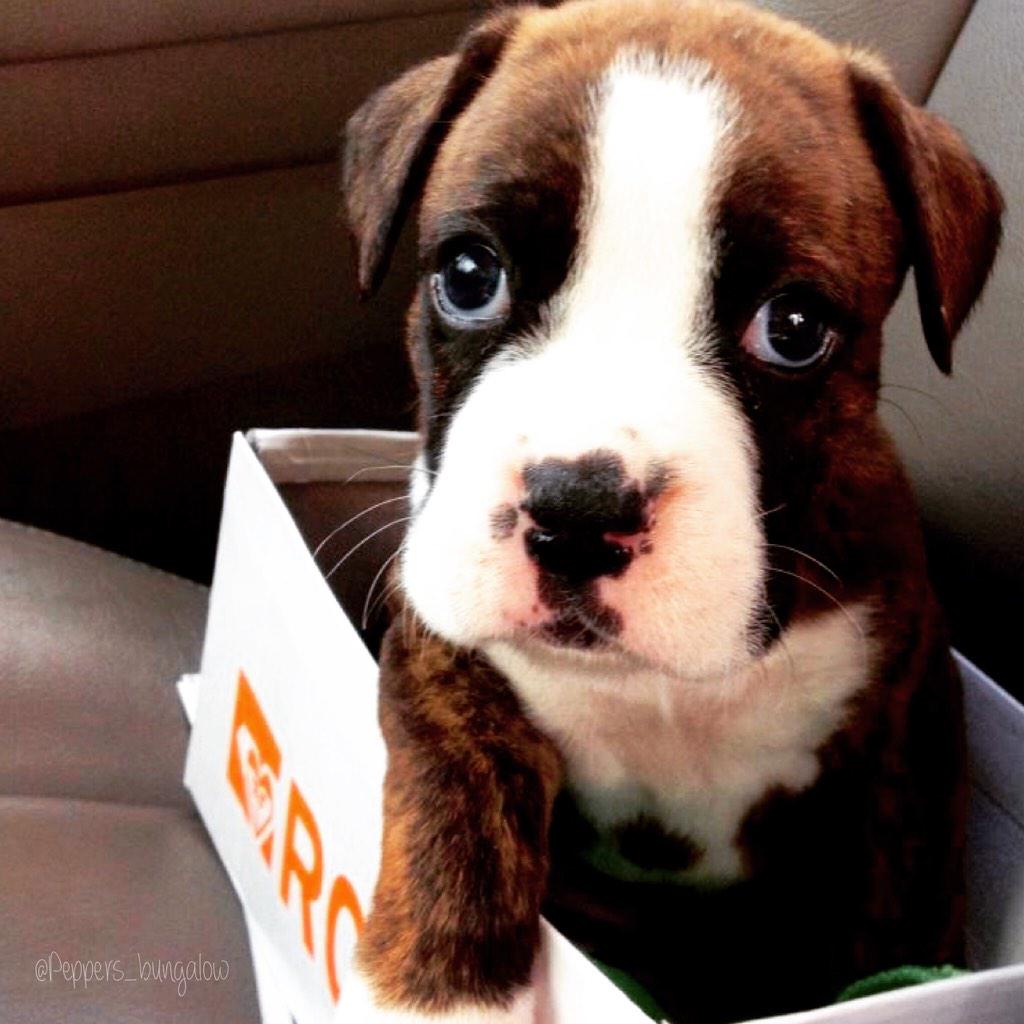 PeppersBungalow's tweet photo. Happy #tbt from Pepper! @Fuzmo #fuzmoapp #fuzlove http://t.co/xkBvq5Tt86