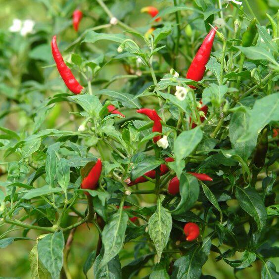 JustChilliPage's tweet image. Amigo Inferno - Hot chilli with short, tapered fruit. Fruit commences green ripening to glossy red.
