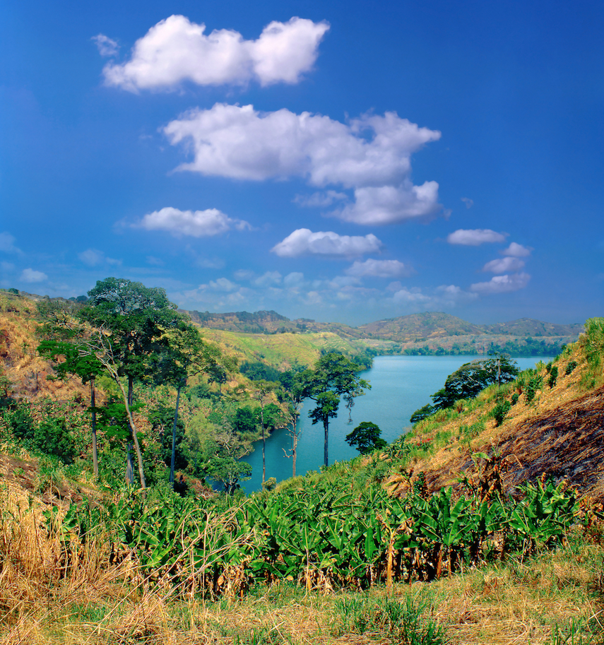 Tree News tweet media