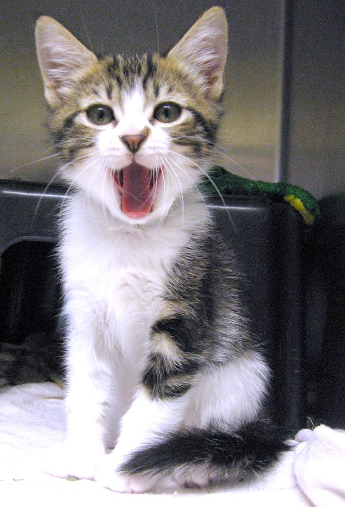 =^·-·^= meow meeeeooowww @NelahP_A