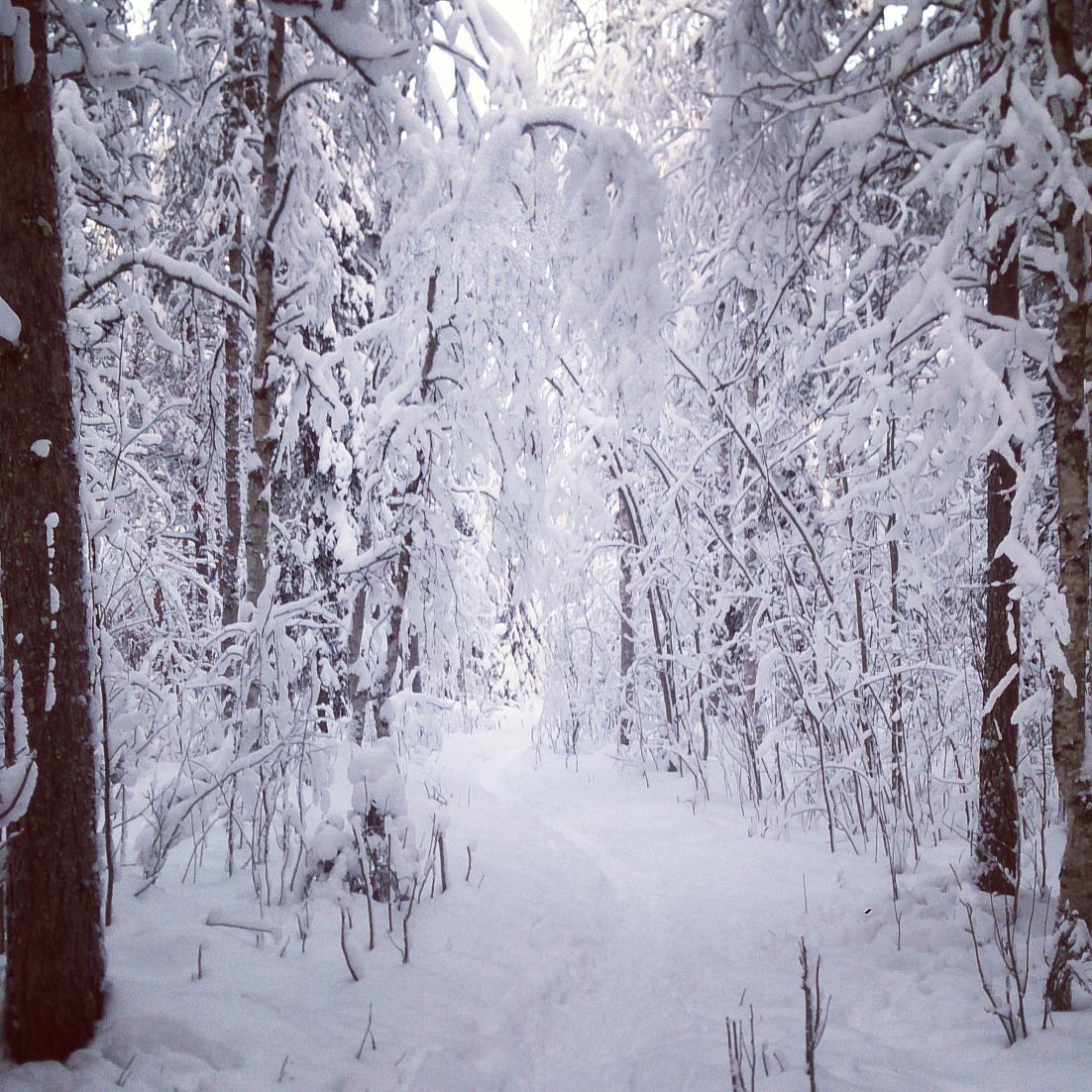 goodnewsfinland's tweet photo. MT @VisitRovaniemi: Magical and free! - a walk in the white woods. #Rovaniemi #winter #snow http://t.co/h5YcmjCvlG