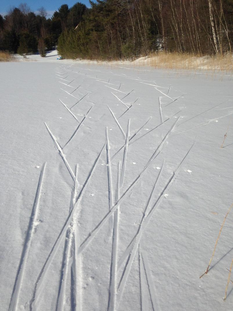 marcysummer's tweet image. &apos;geometry in nature&apos;
This is the first photo of my #geometryinnature series. 
#xcski
#winter
#winterstayforever