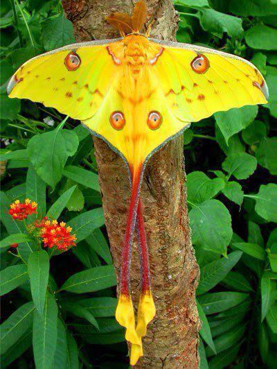 Strange_Animals's tweet photo. The Comet Moth. http://t.co/JO4rLcP6qw