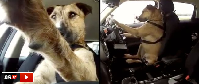 AS_TV's tweet photo. ¿Han visto alguna vez a un perro conduciendo un MINI? ▶  http://t.co/BclXaBW9In vía @diarioas http://t.co/MPRdVSYfXv