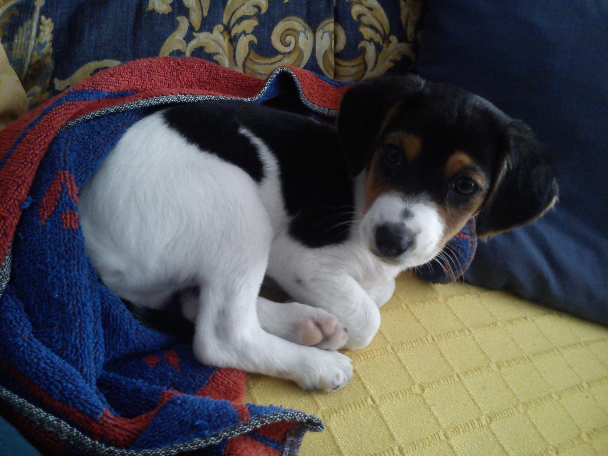 olgamh93's tweet photo. Mi pequeñin!! ^^ http://t.co/uO5mUd3KVS