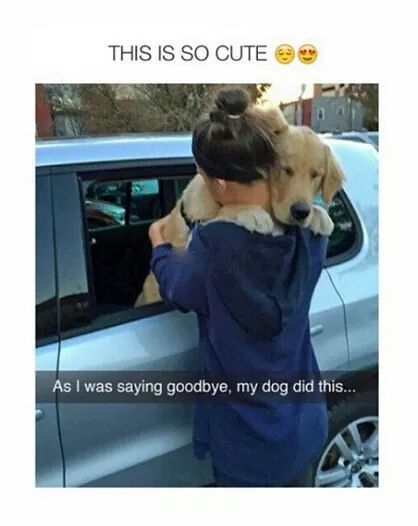 Protectanimals_'s tweet photo. Too cute! We should all be treating eachother like that and animals..💖 #dogs http://t.co/zIPq15qQht