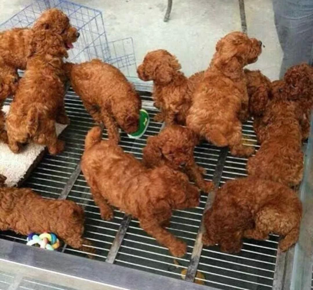 shedka's tweet photo. RT si tu también pensaste que eran trozos de pollo frito: http://t.co/xjxkNUZDqN