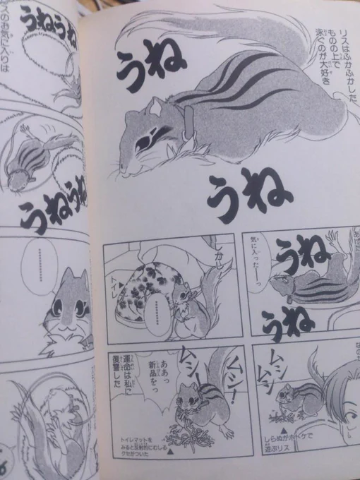 @nanao_ozwalk シマリス倶楽部という漫画がうちにありましてだな。 