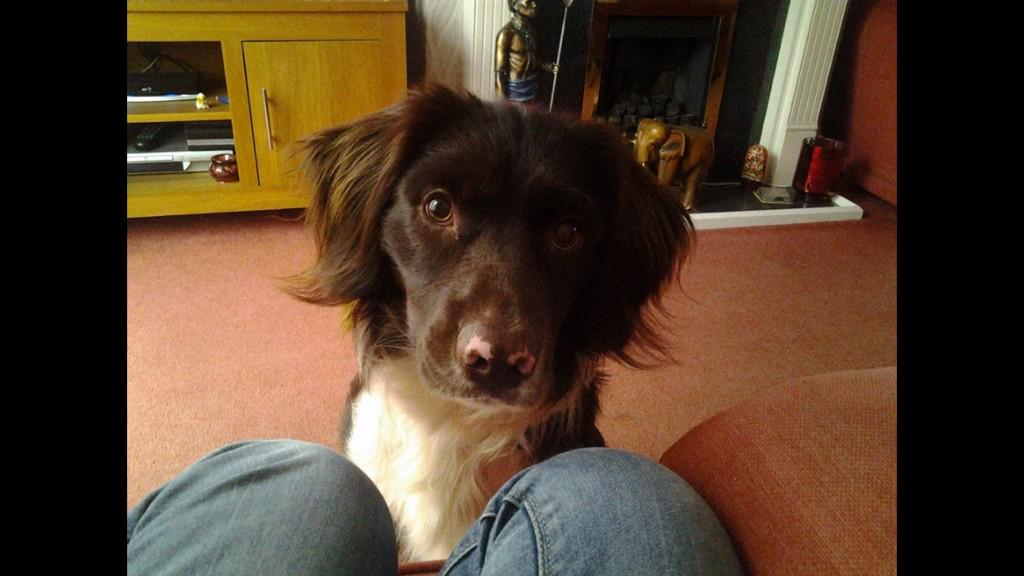 Dalts94's tweet photo. My handsome little fella <3 #puppydog #crazy http://t.co/tQVILtrOm9