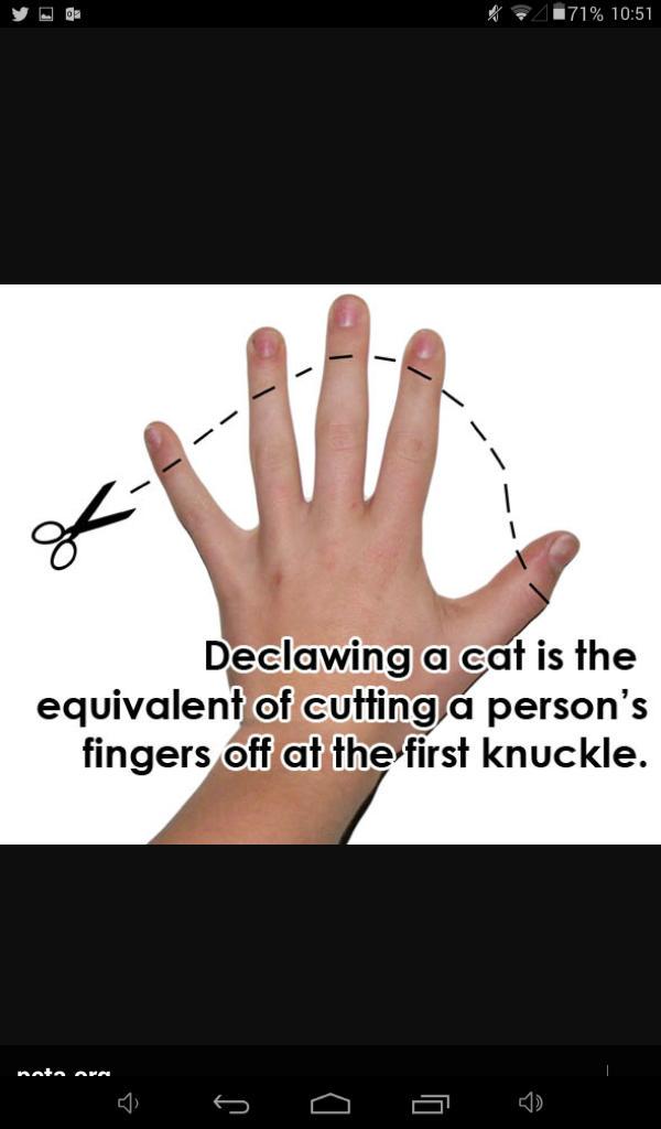 Jerzcaligrl's tweet photo. Declawing is inhumane, cruel, and unnecessary! # #SaveTheClaws #dontdeclaw http://t.co/Pv6V9Ljbo7