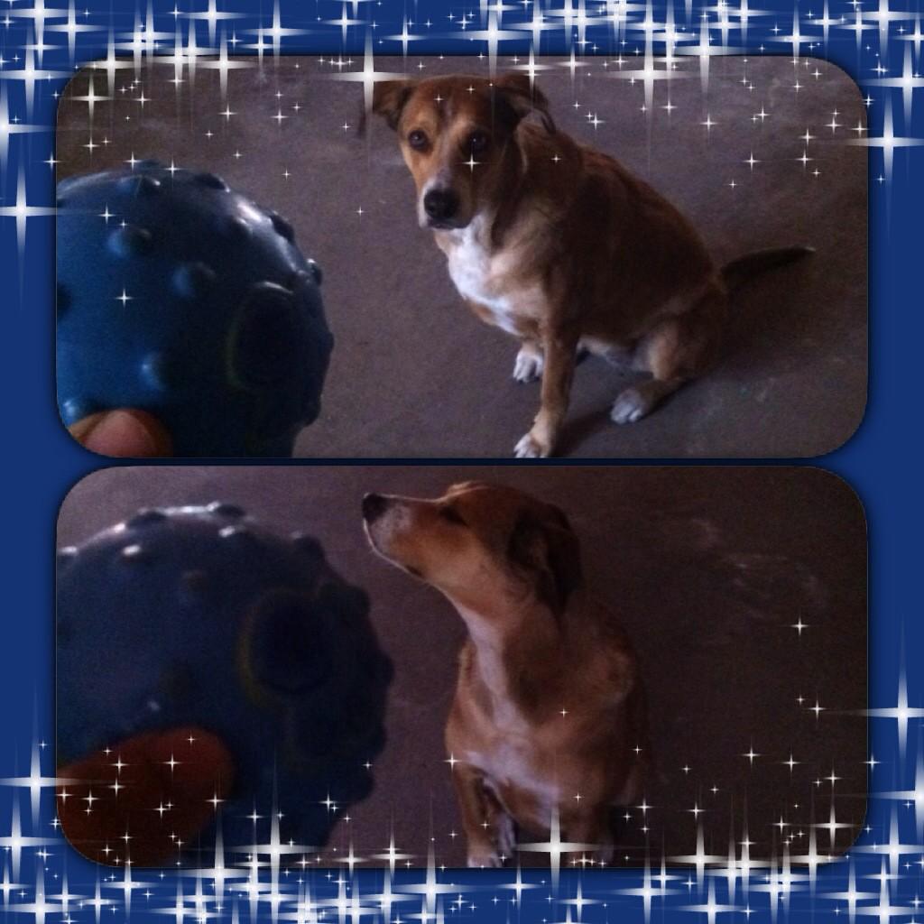 javilb23's tweet photo. kira quieres tu pelota nueva....? ....... que borde la tia http://t.co/JYUqW1lmpL