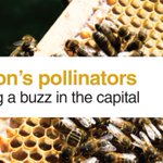Photo by London's Pollinators (@BeeCampaign)