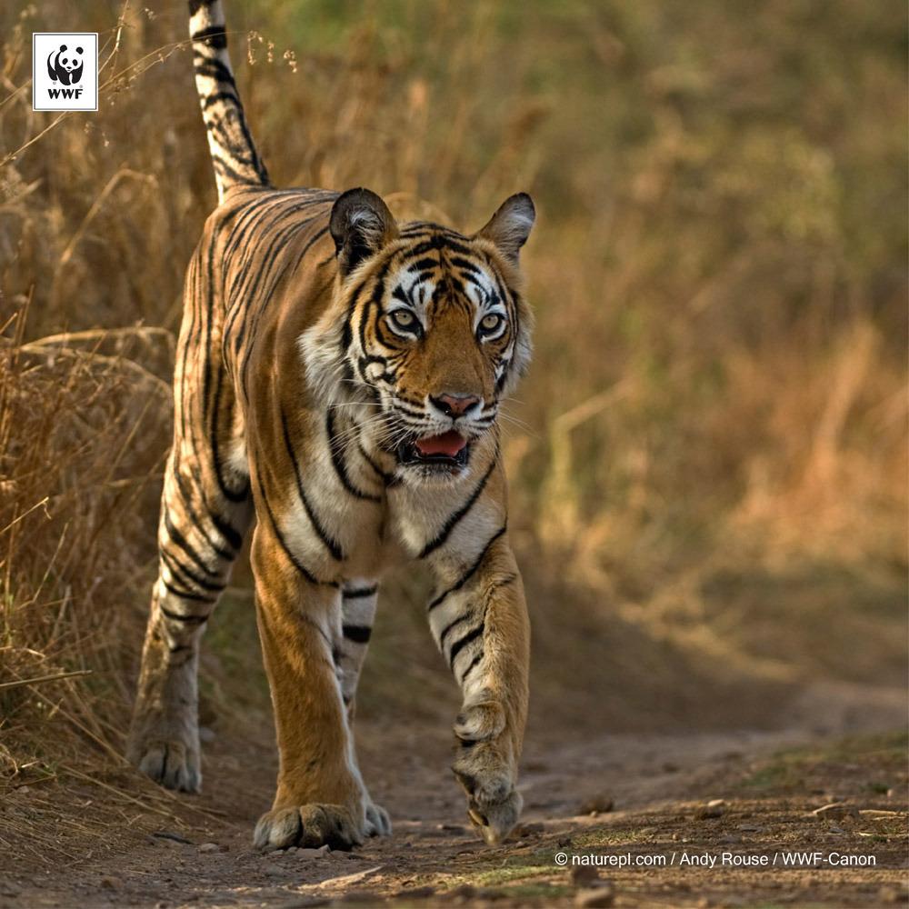 Veldig #godemiljønyheter! Antall tigere i India har økt med over 50% de siste åtte årene: wwf.no/?45647/Tigeren…