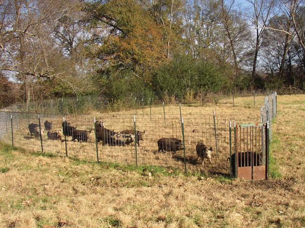 nobleresinst's tweet photo. #Feralhog sounder size should determine trap choice. http://t.co/tgvuwVAL13 #noblenewsandviews http://t.co/znWSxAZZmb