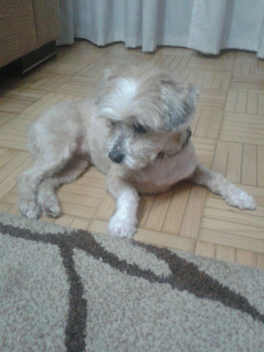 LoreeOrtiiz9's tweet photo. 🐩👑 http://t.co/WK9bVLmT5V