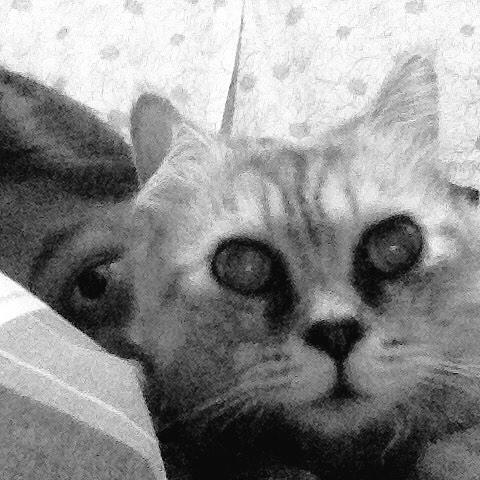 cemberella's tweet photo. goodnight 🙀 http://t.co/sfHliXAYN8