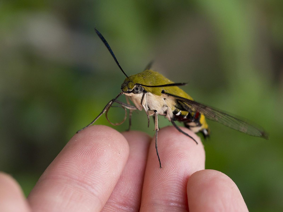 Entophile Cephonodes Hylas Mt Kureka メジロとオオスカシバ Http T Co Oqrymp5iey Entophile Cephonodes Hylas Mt Kureka メジロとオオスカシバ Http T Co Oqrymp5iey