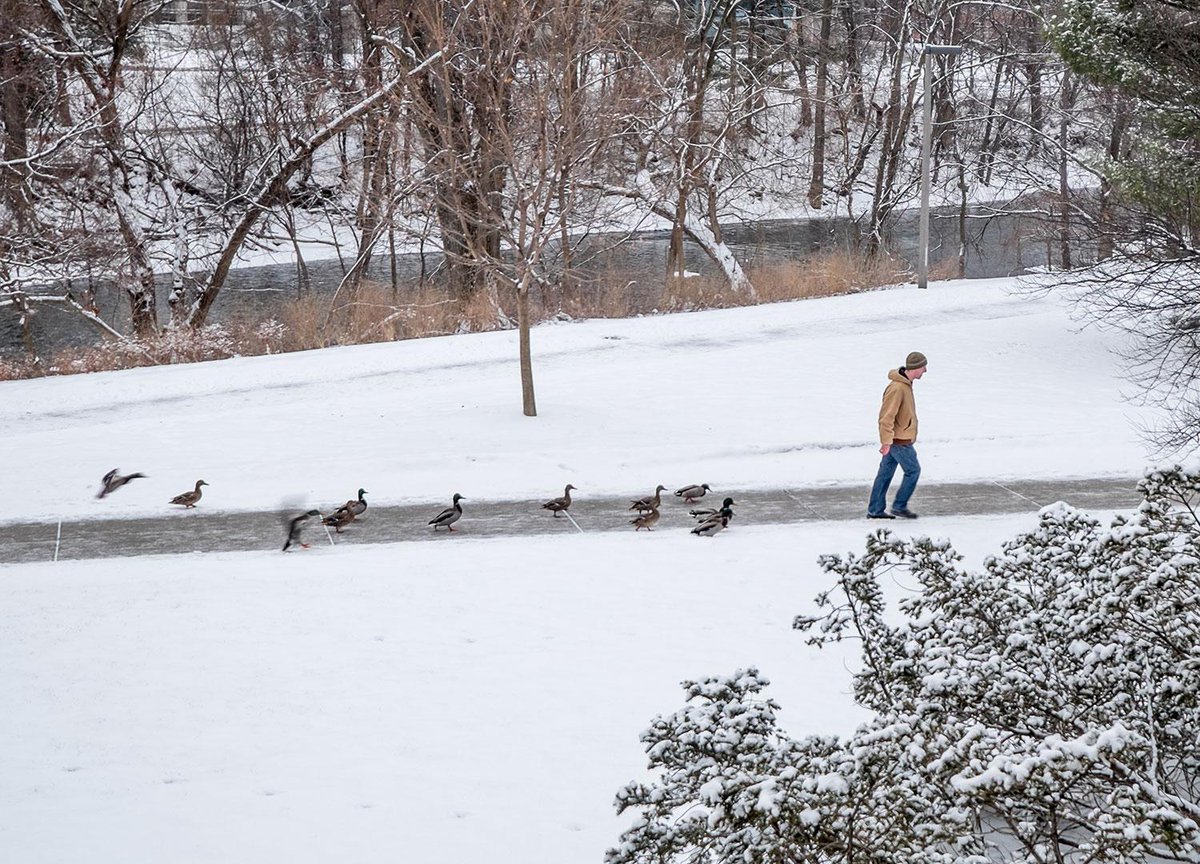 michiganstateu's tweet photo. Just another day at #MSU, where the ducks are Spartans too. http://t.co/BDV3sIvo2Q