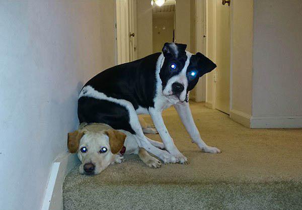 Other dog. эксклюзивные приколы. собака играет. социализация собаки.