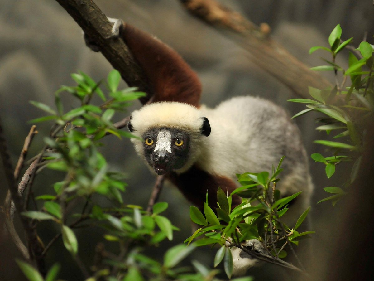 savethelemur's tweet photo. Read recent Eighth Continent Quarterly issues online from the MFG.
http://t.co/gvoyiGnf4Z
http://t.co/3YzXZpqWXB http://t.co/uXxfNi7Lae