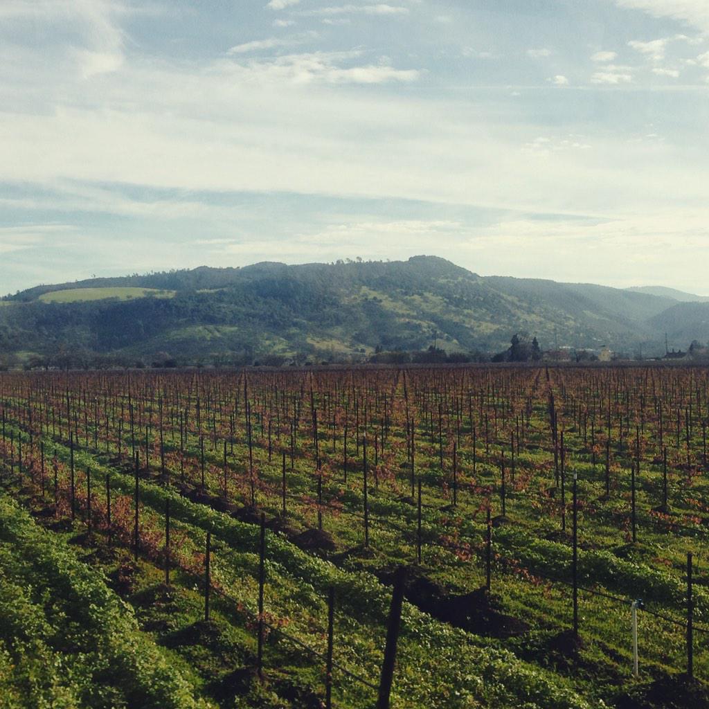 AlexaJVilla's tweet photo. Wine tasting in the Napa Valley. A dream come true! #BCTechTrek @BCCarrollMBA http://t.co/dVFmdKLWc9