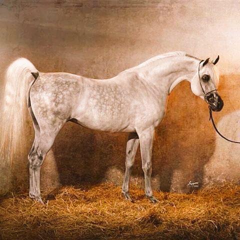 ArbHorses's tweet photo. انتي درر بالخيل يعرف نسبها 
من الكحيله يـ /صهلنّ الاصايل

 وانتي العريبه معربه من عربها 
ياحرةٍ من قوم روس القبايل http://t.co/9PHKqar6gW