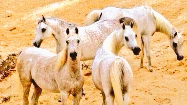 ArbHorses's tweet photo. بَرى حُبُّها جِسْمِي وَقلبِي ومهجتي فلم يبق إلا أعظم وعروق
فلاَ تعْذلُونِي إنْ هَلَكْتُ تَرَحَّمُوا 

#بنات_الريح http://t.co/F4jxgUmtde